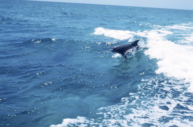 Angelee image;underwater;diving;BELIZE;dolphin;riding wave;F240 24